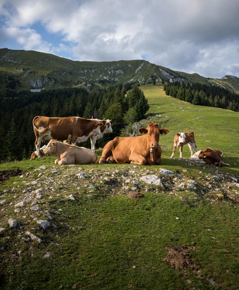 Terneros y vacas Grup Garreta